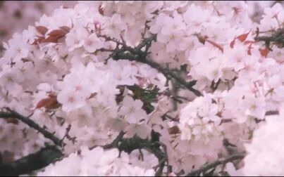 [图]1080P 芭啦芭啦樱之花又名浪漫樱花 (修复版) 郭富城 张柏芝