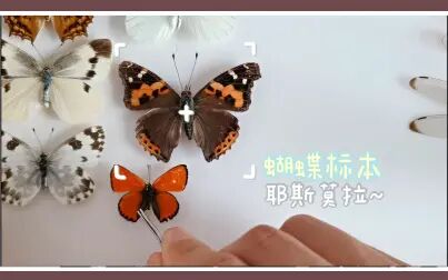 [图]大蝴蝶小蝴蝶 大小蝴蝶咱们一起浪