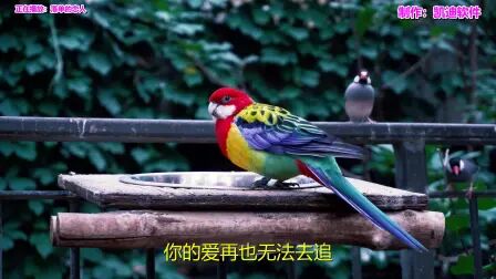 [图]经典老歌500首怀旧歌曲歌名《落单的恋人》