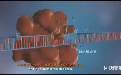 [图]【生物动画】DNA的复制