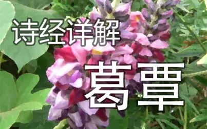 [图]【诗经详解】葛覃