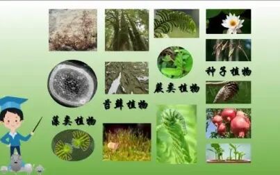 [图]被子植物的六大器官