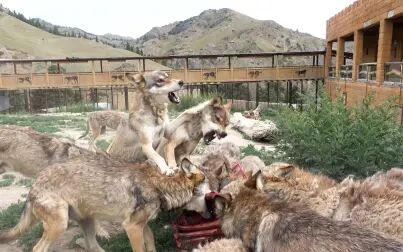 [图]狼群抢食速度有多快?50斤牛排狼王已经护不住了,壮狼浑身炸毛一...