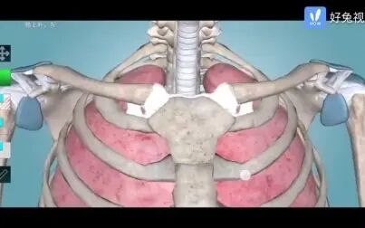 [图]3D肺解剖胸腔闭式引流位置_胸穿位置_-系统解剖学-外科学