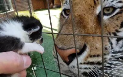 [图]【萌虎】让老虎吸一吸小奶猫