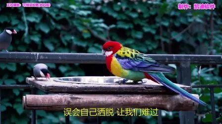 [图]经典老歌歌曲大全试听《可惜没如果(自白版)》