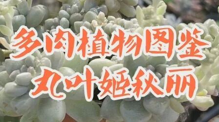 [图]多肉植物图鉴-丸叶姬秋丽