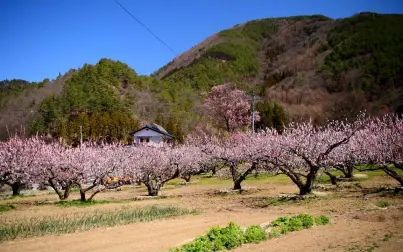 [图]【超清日本】第一视角 长野县千曲市 盛开的杏花 2020.3