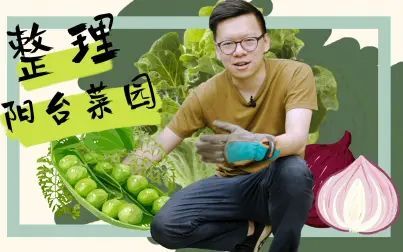 [图]阳台种菜|阳台菜园蔬果品种大推荐