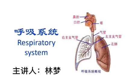 [图]解剖学呼吸系统二