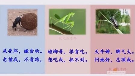 [图]我是一只小虫子第二课时