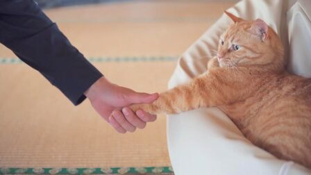 [图]住在岛上的奶奶家,介绍我家的三只猫,和猫的生活日常,快乐满足