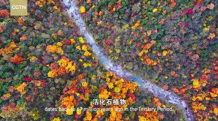 [图]#世界真奇妙#央视《美丽中国:自然》神农架系列(英配版)。每日纪...