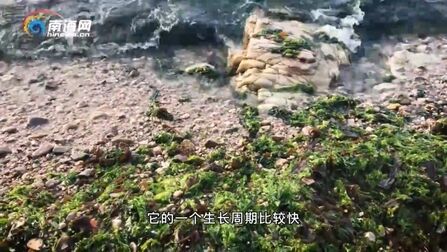 [图]【海的呼唤:一棵海草都不能少】海洋占地球面积的71%,与我们人类...