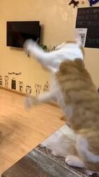 [图]猫不语咖啡 抚顺·猫不语咖啡 KissMe的微博视频