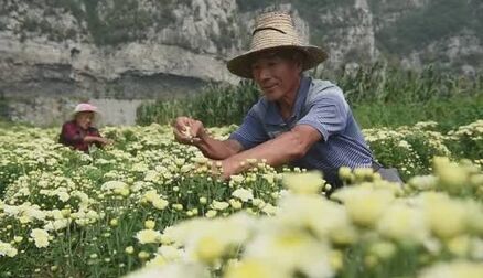 [图]【金秋采菊劳作忙】连日来,在井陉县南峪镇张家洼村的菊花种植区,...