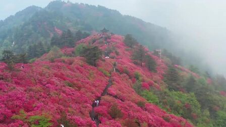 [图]美!湖北麻城十万亩红杜鹃迎来最美赏花季