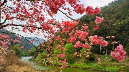 [图]阳春三月花满天,人间芳菲赛天堂