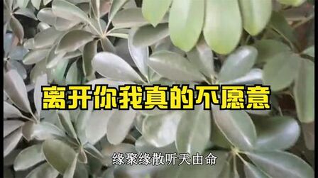 [图]新情歌《离开你我真的不愿意》歌词句句戳心,听的一把鼻涕一把泪