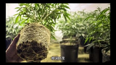 [图]根深叶茂