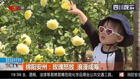 [图]绵阳安州:玫瑰怒放 浪漫成海!游客争相到来,赏花打卡!