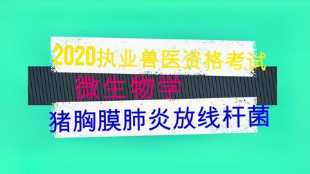 [图]执业兽医资格考试--预防科目--微生物学----猪胸膜肺炎放线杆菌