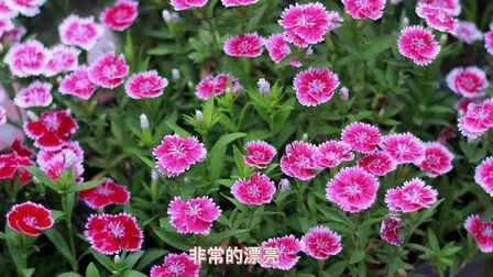 [图]生活大百科之四季花材介绍,春季最好养的3种花卉,看完真心动