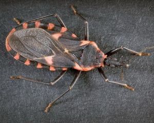 世界上最毒的十大昆虫排行榜,疟蚊每年会导致近200万人死亡