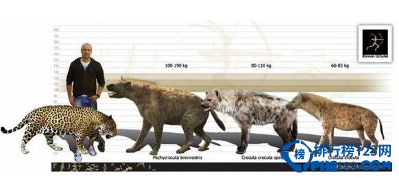 世界上最大的猫科动物,西伯利亚虎(重300公斤/体长2.