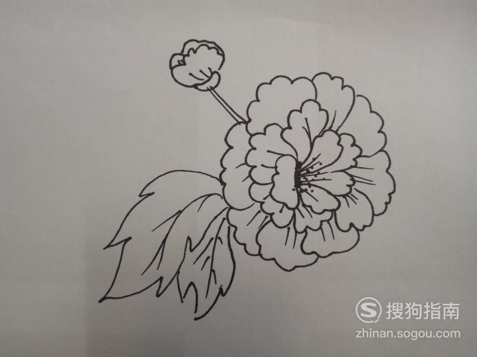 简笔画芍药的画法优质