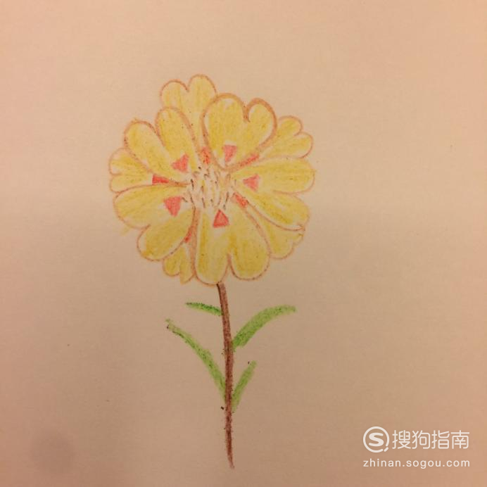 午时花怎么画最简单