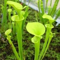 瓶子草 搜狗百科