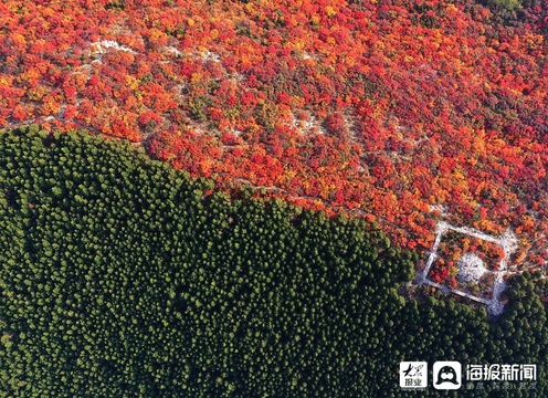 半山青翠半山红 济南蝎子山进入红叶观赏期 第1页