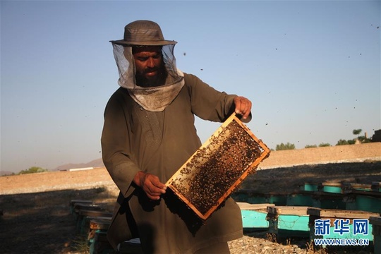 阿富汗的养蜂人 第1页