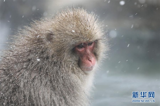 日本长野:雪猴惬意享温泉(5) 第5页