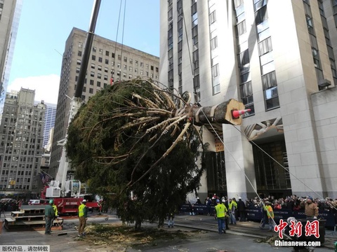 纽约洛克菲勒中心圣诞树运抵 将在顶部装900磅水晶 第1页