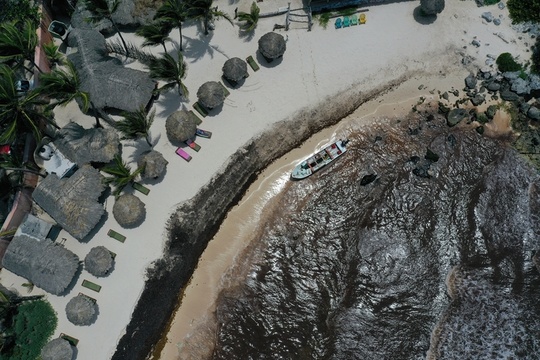 墨西哥沿岸马尾藻泛滥 坎昆城旅游业受影响(3) 第3页