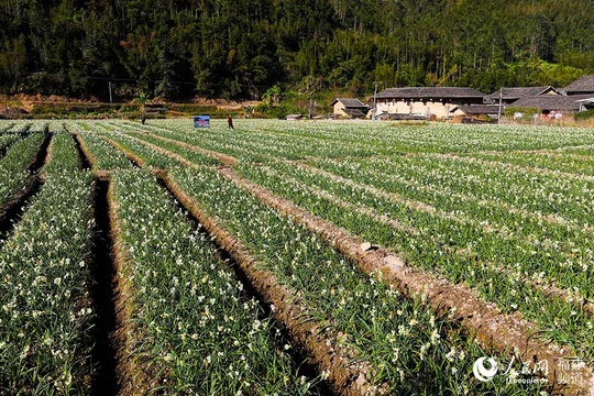 福建南靖县:水仙花迎花期 花田芳香四溢(4) 第4页