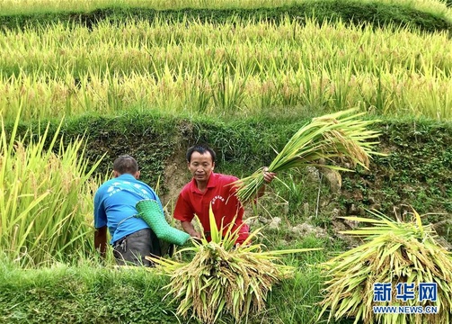 苗山脱贫影像志——乌英苗寨迎来秋收季(2) 第2页