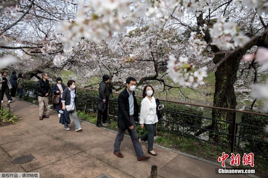 日本东京樱花正当时 游人戴口罩享春光(4) 第4页