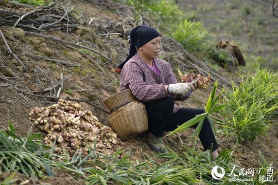 广西三江:油茶基地套种生姜喜获丰收(5) 第5页