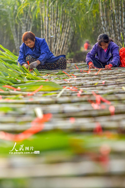 湖北江陵:青皮甘蔗喜获丰收(13) 第13页