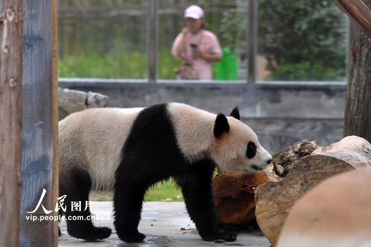 湖南凤凰中华大熊猫苑试开园(3) 第3页