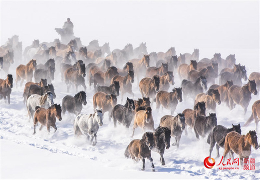 新疆昭苏:天马踏雪竞风流(组图)(2) 第2页