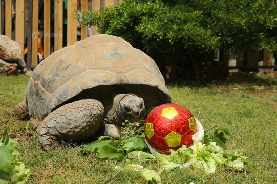 土耳其动物园乌龟庆祝99岁生日 享用蔬菜蛋糕胃口棒棒哒(3) 第3页