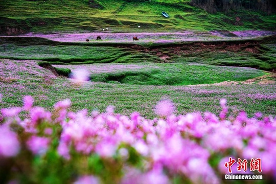 湖北恩施湿地花海美景:万绿丛中万点红(2) 第2页