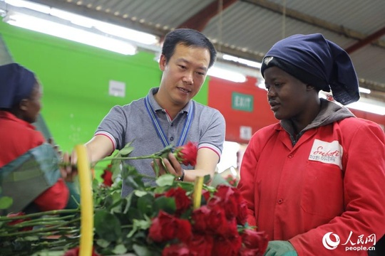 高清图集:肯尼亚鲜花绽放中国市场(12) 第12页