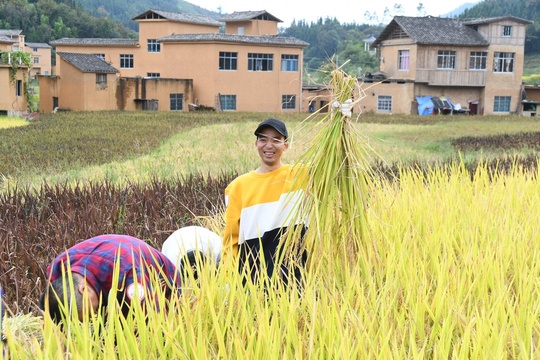 溯源高峰布e稻,探寻一粒米的成长(14) 第14页