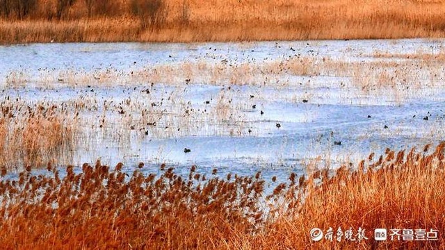 春水荻花野鸭 青岛河流湿地美如古代画卷(3) 第3页