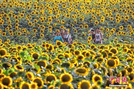 朝气蓬勃!1500亩向日葵迎风绽放美不胜收(4) 第4页